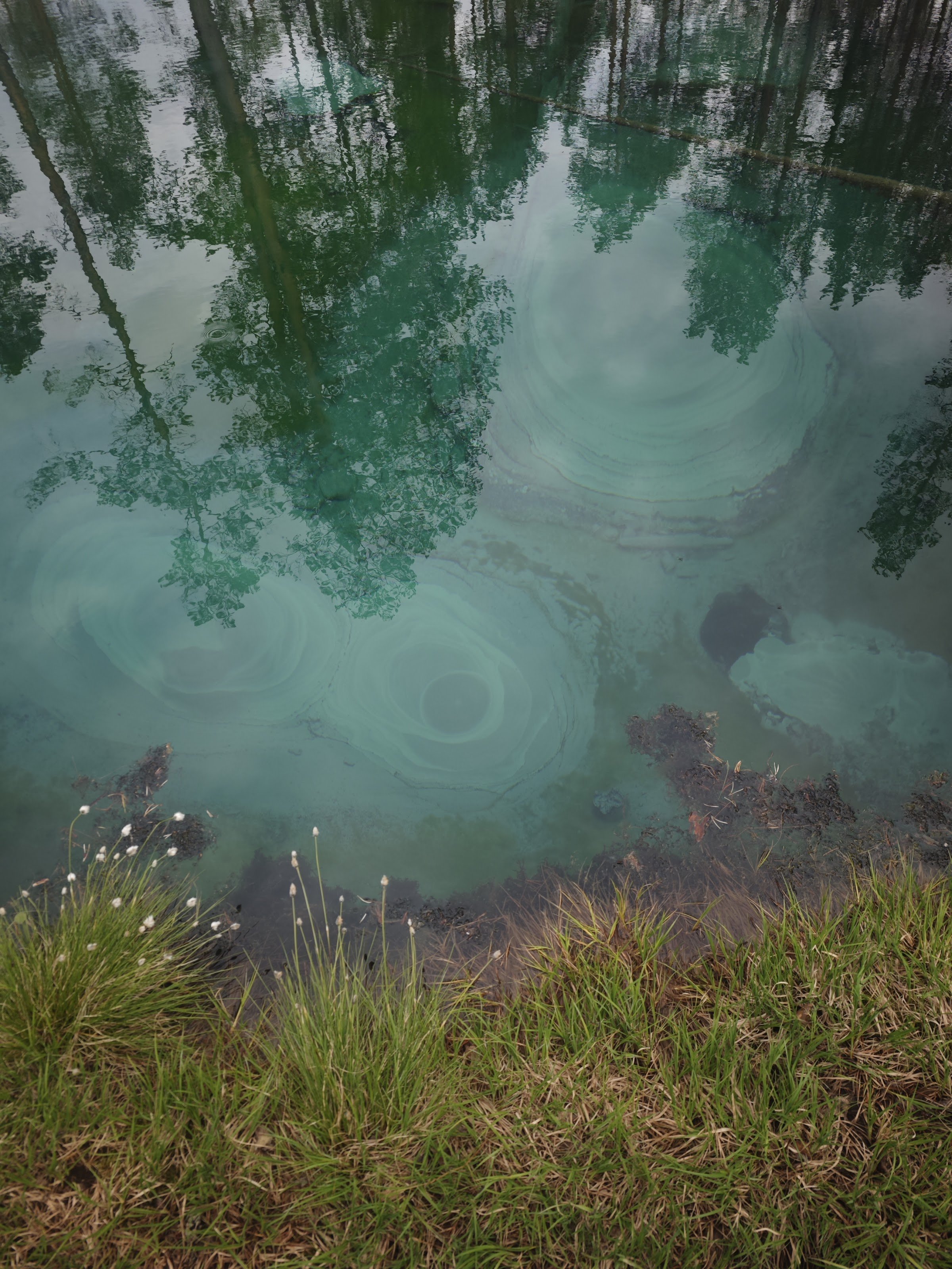 Frog Spring in the Wetlands (Grodkällan / Tsuobbuoaja-on Sleng)